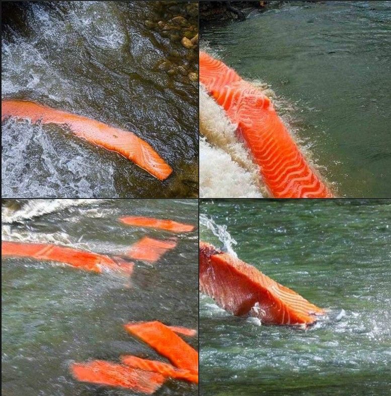 Salmon in the river, ai fail, funny ai